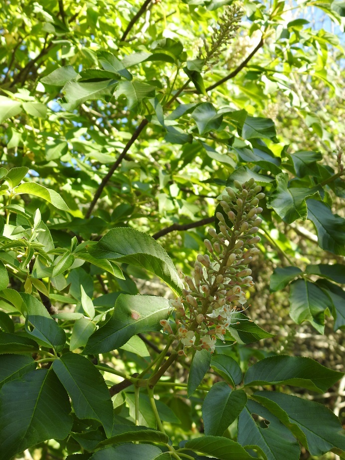 buckeye
