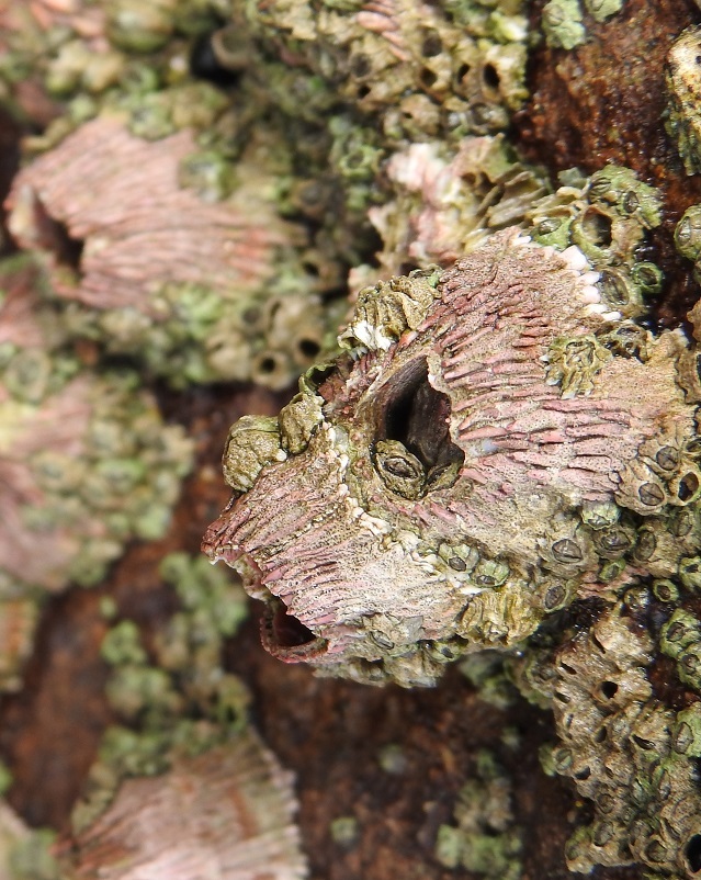 barnacles